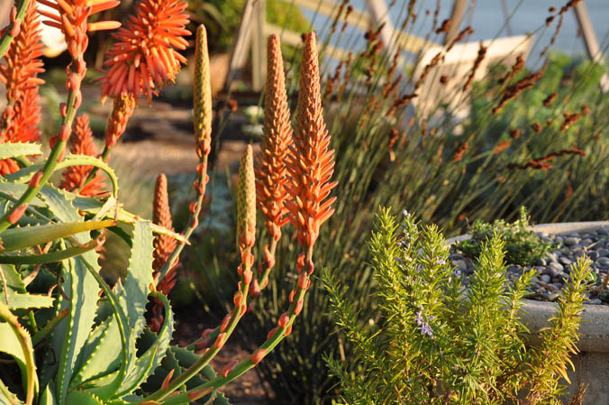 Aloe View Toward Swing