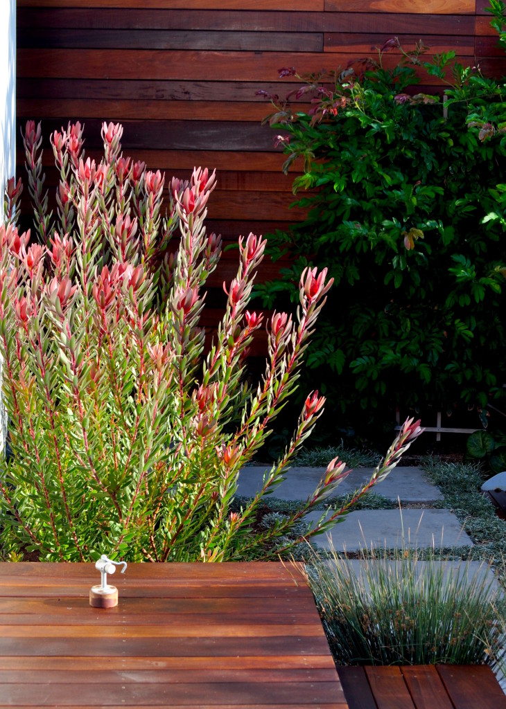 West Stoop with Leuca & Calliandra Web